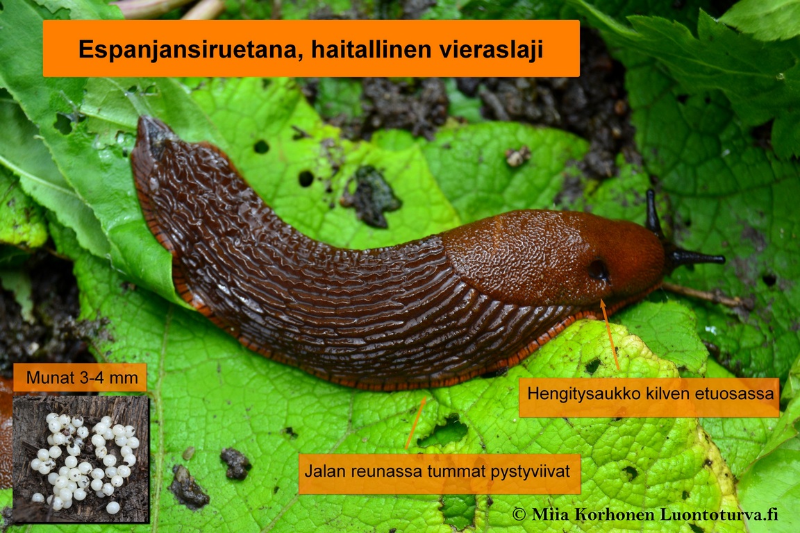 Read more about the article Espanjansiruetana – vakava uhka Hormajärven idyllille