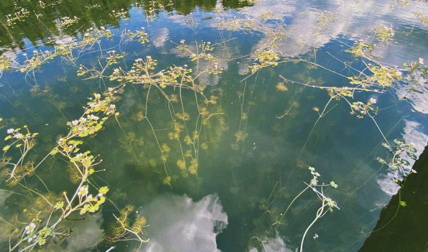 Järven tila